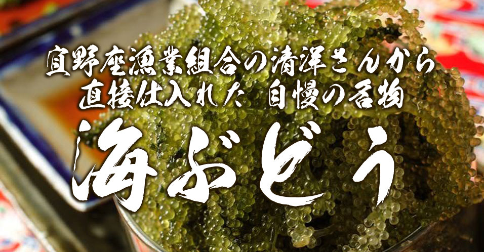 宜野座漁港組合『清洋』さんより新鮮な海ぶどうを届けてもらっています。当店では、シークワーサーポン酢と青紫蘇ドレッシングを漬けてお召し上がり頂けます。